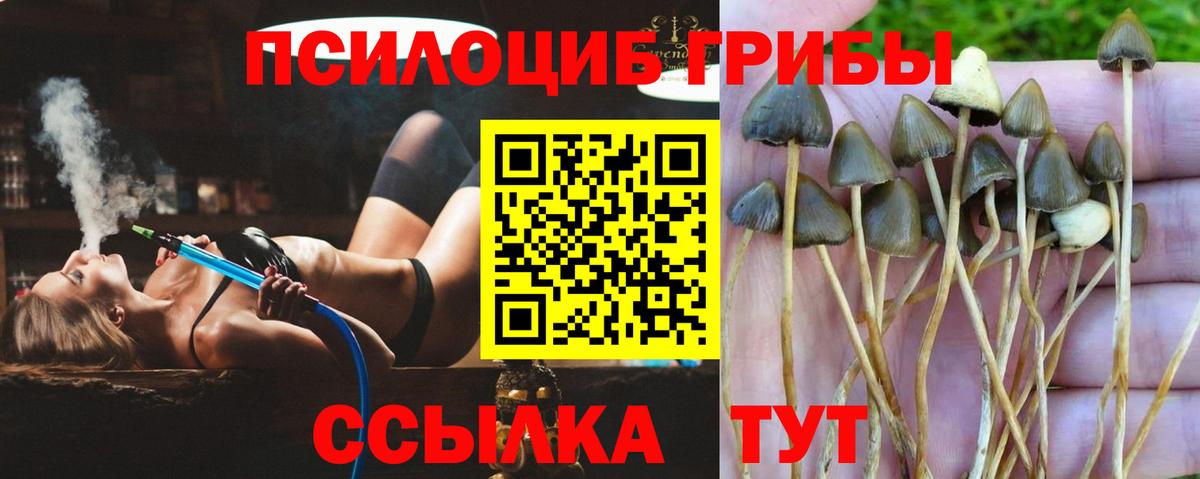 Псилоцибиновые грибы Cubensis  Вход с VPN  Грязи 